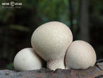 pýchavka hruškovitá (Lycoperdon pyriforme)