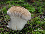 pýchavka obecná (Lycoperdon perlatum)