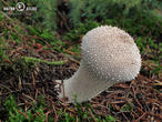 pýchavka obecná (Lycoperdon perlatum)