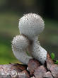 pýchavka obecná (Lycoperdon perlatum)