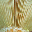 ryzec ďubkovaný (Lactarius scrobiculatus)