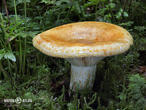 ryzec ďubkovaný (Lactarius scrobiculatus)