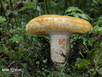 ryzec ďubkovaný (Lactarius scrobiculatus)