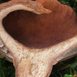 ryzec kafrový (Lactarius camphoratus)