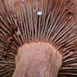 ryzec kafrový (Lactarius camphoratus)