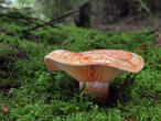 ryzec pravý (borový) (Lactarius deliciosus)