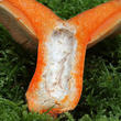 ryzec pravý (borový) (Lactarius deliciosus)