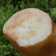 ryzec syrovinka (Lactarius volemus)