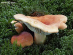 ryzec syrovinka (Lactarius volemus)
