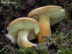 ryzec syrovinka (Lactarius volemus)