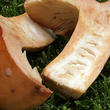 ryzec syrovinka (Lactarius volemus)