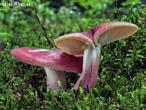 šafránka červenožlutá (Tricholomopsis rutilans)