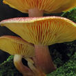 šafránka červenožlutá (Tricholomopsis rutilans)