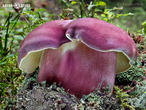 šafránka červenožlutá (Tricholomopsis rutilans)