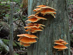 sírovec horský (Laetiporus montanus)