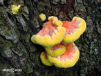 sírovec žlutooranžový (Laetiporus sulphureus)