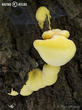 sírovec žlutooranžový (Laetiporus sulphureus)