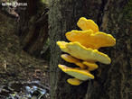 sírovec žlutooranžový (Laetiporus sulphureus)