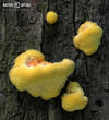 sírovec žlutooranžový (Laetiporus sulphureus)