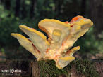 sírovec žlutooranžový (Laetiporus sulphureus)