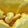 sírovec žlutooranžový (Laetiporus sulphureus)