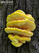 sírovec žlutooranžový (Laetiporus sulphureus)
