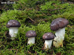 slizák mazlavý (Gomphidius glutinosus)