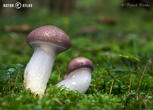 slizák mazlavý (Gomphidius glutinosus)