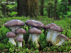 slizák mazlavý (Gomphidius glutinosus)