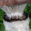 slizák mazlavý (Gomphidius glutinosus)
