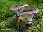 slizák mazlavý (Gomphidius glutinosus)