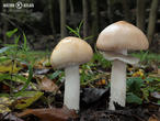 slizobedla slzivá (Limacella guttata)