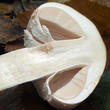 slizobedla slzivá (Limacella guttata)