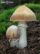 sluka svraskalá (Cortinarius caperatus)