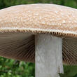 sluka svraskalá (Cortinarius caperatus)