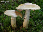 sluka svraskalá (Cortinarius caperatus)