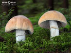 sluka svraskalá (Cortinarius caperatus)