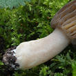smrž kuželovitý (Morchella conica)