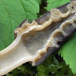 smrž kuželovitý (Morchella conica)