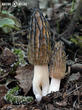 smrž kuželovitý (Morchella conica)
