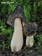 smrž polovolný (Mitrophora semilibera)