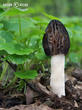 smrž polovolný (Mitrophora semilibera)