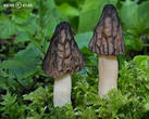 smrž polovolný (Mitrophora semilibera)