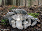 šťavnatka březnovka (Hygrophorus marzuolus)