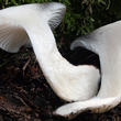 šťavnatka březnovka (Hygrophorus marzuolus)