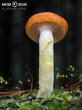 šťavnatka zlatá (Hygrophorus hypothejus var. aureus)
