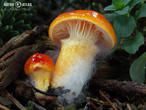 šťavnatka zlatá (Hygrophorus hypothejus var. aureus)