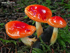 šťavnatka zlatá (Hygrophorus hypothejus var. aureus)