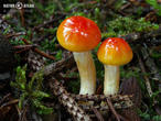 šťavnatka zlatá (Hygrophorus hypothejus var. aureus)