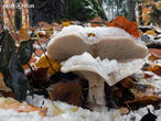 strmělka mlženka (Clitocybe nebularis)